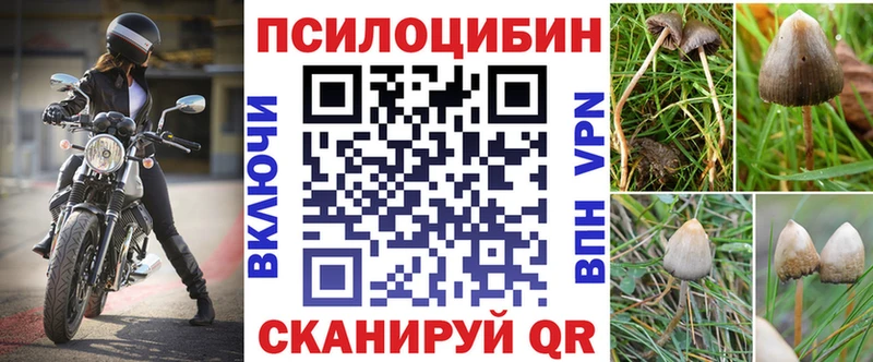 kraken онион Пересвет Псилоцибиновые грибы Psilocybe